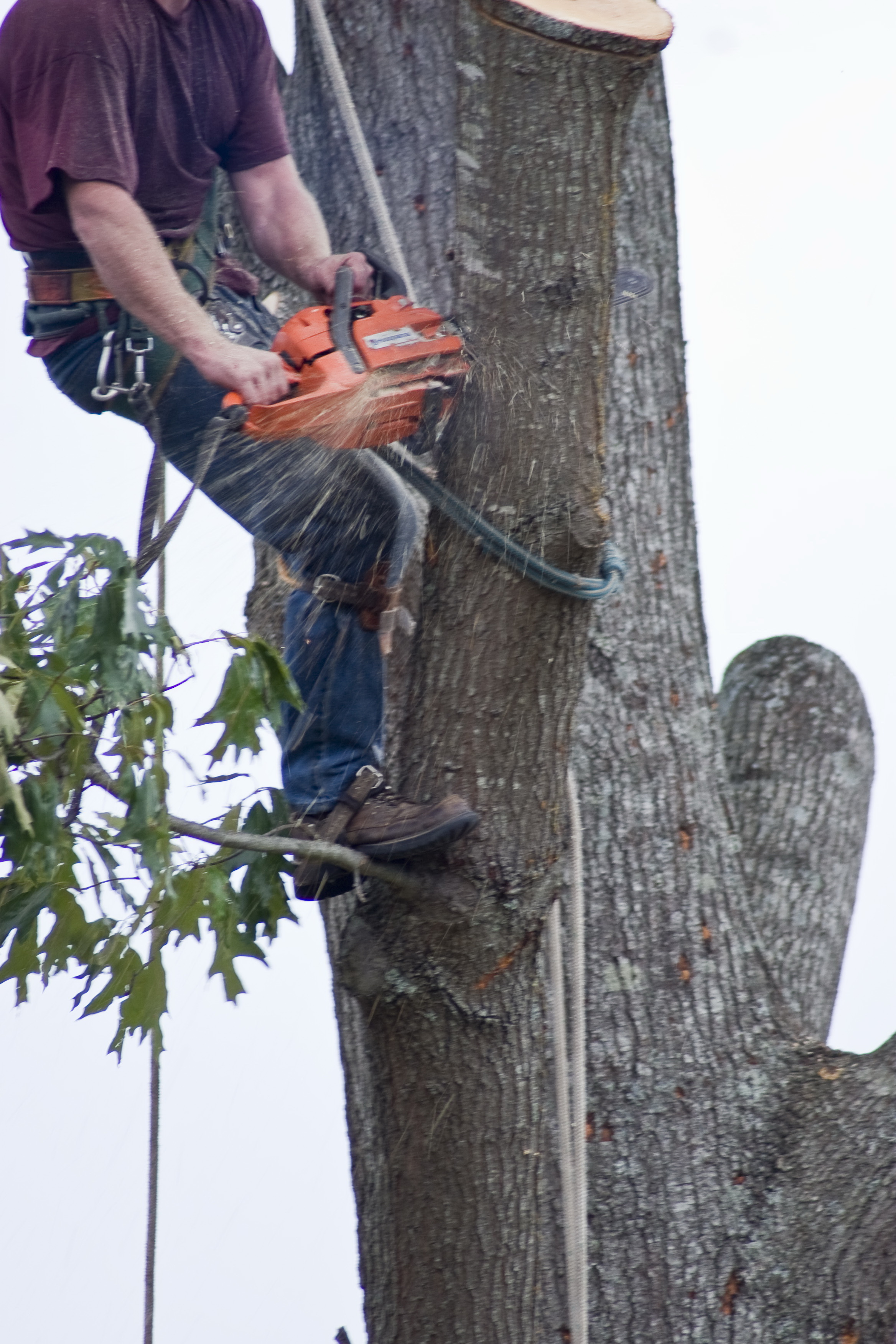 harness Anoka MN tree for cutting, tree